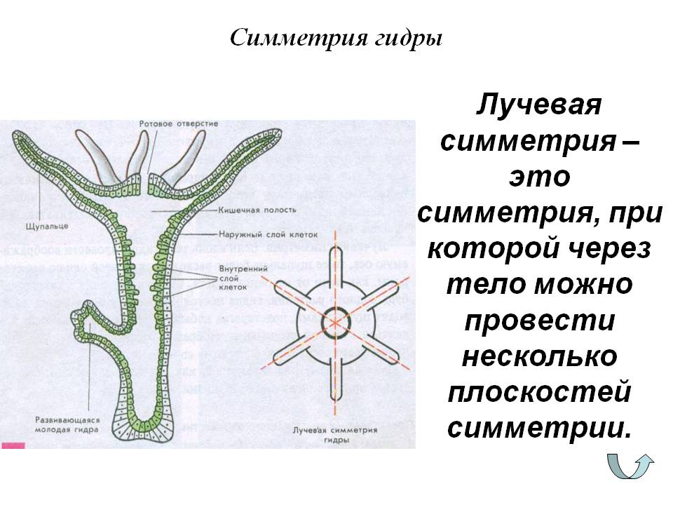 Kraken что это такое