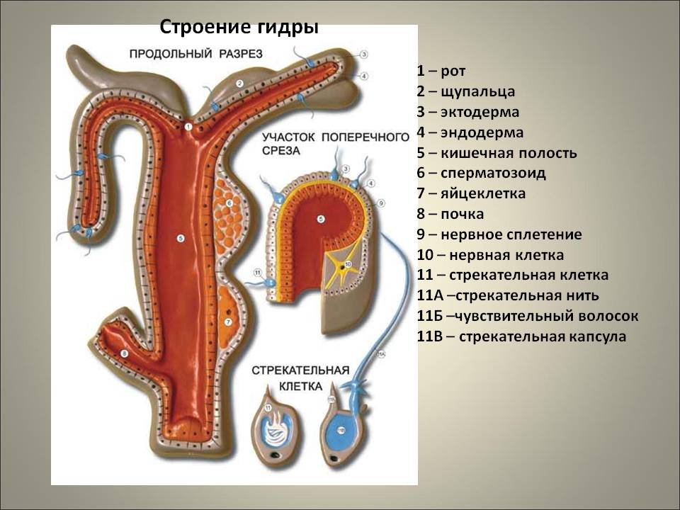 Кракен сайт даркнет зеркало